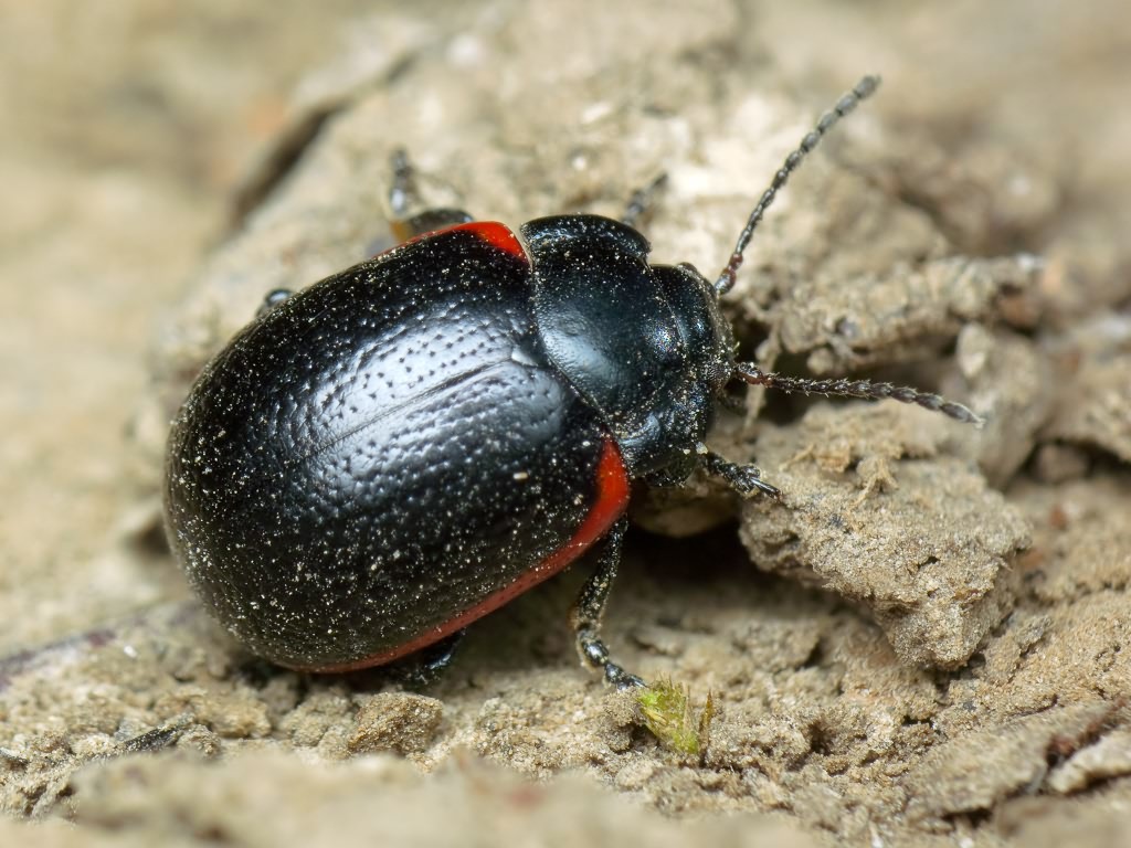 Chrysolina sanguinolenta (Linnaeus, 1758)